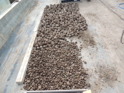 DSCN9398　乾燥場に干された芋